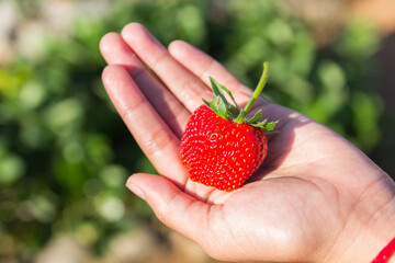 Obraz premium Ripe strawberry on children hand