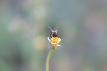 Close up of a working bee on a flower