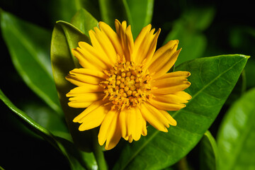 Close up big yellow zinnia flower (zinnia violacea) on green background. Zinnia flower in tropical garden is genus of sunflower family. August yellow flower macro in summer garden as floral background