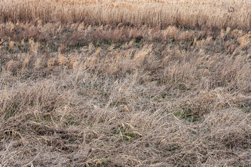 Obraz premium 枯野