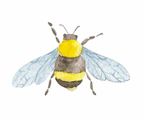 Watercolor botanical little bee. Hand drawn isolated on white.