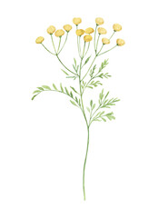 Tansy Flower. Watercolor botanical delicate meadow wildflower. Hand drawn