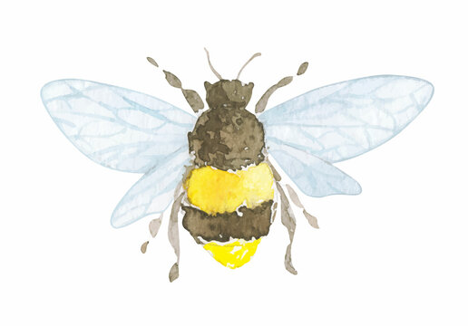 Watercolor botanical little bee. Hand drawn isolated on white.