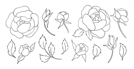 Hand draw line vector flowers set. Peony, rose. Logo design