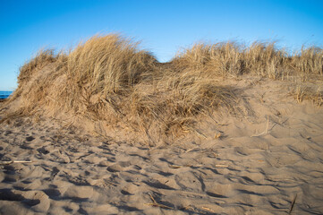 Sandy beach and dry grass at the seaside
