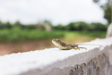 orange young lizard