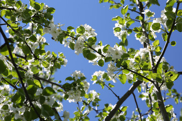 Fototapeta na wymiar blooming apple tree with bees