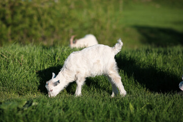 white lamb on a green meadow