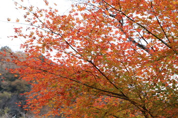 紅葉のグラデーション