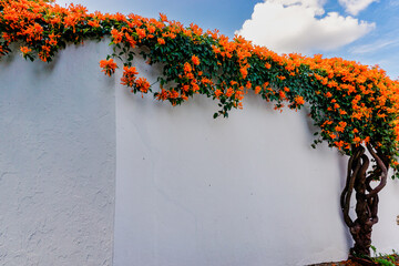 whitewashed wall adorned with a tree with green leaves and bright orange blossoms as background with copy space © makasana photo