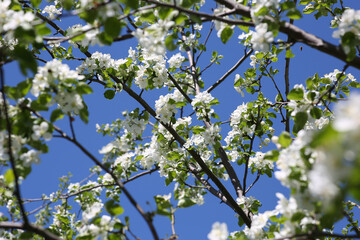 blooming apple tree with bees