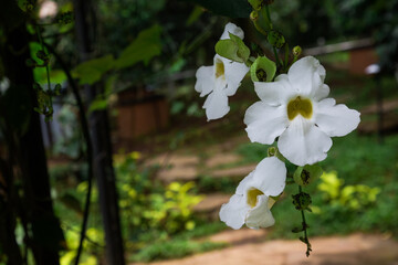 Beautiful Thunbergia grandiflora, Thunbergia laurifolia, Blue trumpet vine, Bengal Trumpet, clock vine,  blue skyflower, family Acanthaceae. blooming in the garden, purple, blue flower blossom