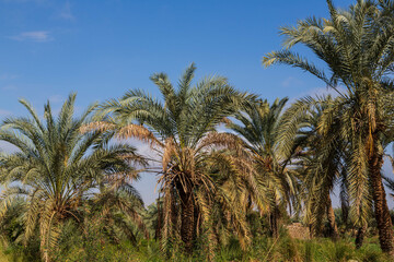 Fototapeta na wymiar Palm trees in oasis in White desert. Western desert, Egypt