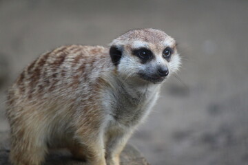 meerkat on guard