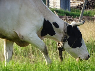 cow on a farm
