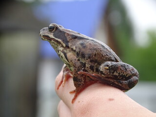 frog on the hand