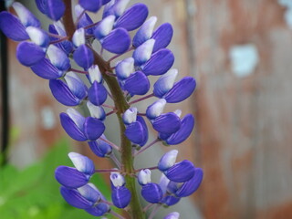 forget me not flowers