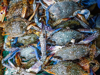 Fresh blue crabs at the seafood market of Saint Martins Island, Bangladesh. Freshly Caught flower crab (Cardisoma guanhumi) at the fish market.