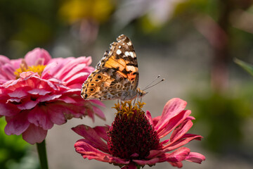 Vanessa cardui butterfly in purple and red flowers macro insect nature close up summer
