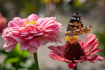 Vanessa cardui butterfly in purple and red flowers macro insect nature close up summer