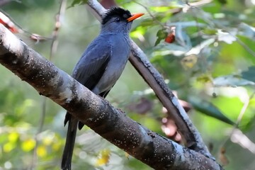 Ein Madagaskarbülbül (Hypsipetes madagascariensis), Madagascar Bulbul, auf Madagaskar.
