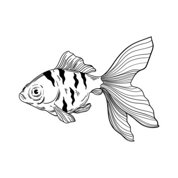 recommend clip art: illustration animal lines nature goldfish
