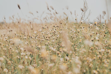 Flower field, meadow flowers in soft warm light. Autumn landscape blurry nature background.
