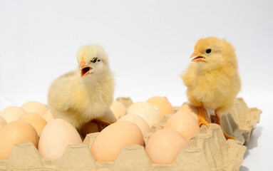 Two small fluffy newborn chicks in packing eggs on white background with copy space. Concept of Easter holiday, newborn, poultry farm.