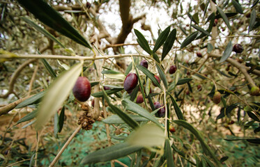 Tree of oil on the countryside. Olive oil fabric in Italy 
