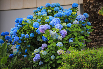 Blue hydrangea flower in the garden