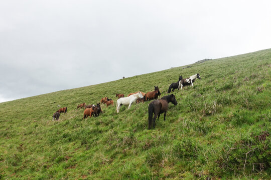 Troupeau de chevaux sauvages pottok sur le flanc d'une montagne