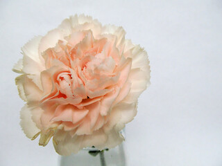 Pastel carnation flower macro shot