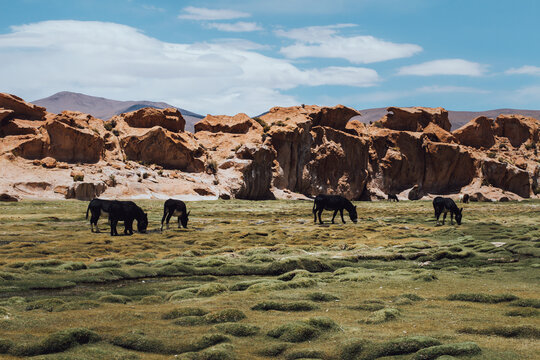 Black horses grazing with rock formations in the background