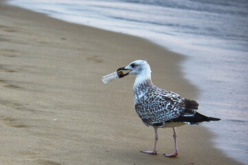 seagull with a bottle in its beak on the beach