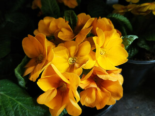 Yellow primrose bush with beautifull flowers