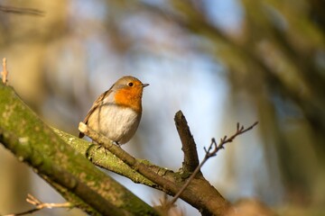 Robin red brest songbird sitting on branch in the forest