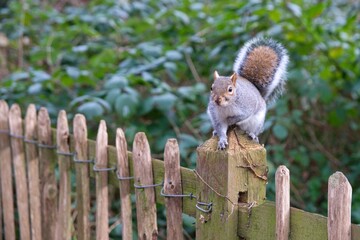 squirrel sitting on the wooden fence