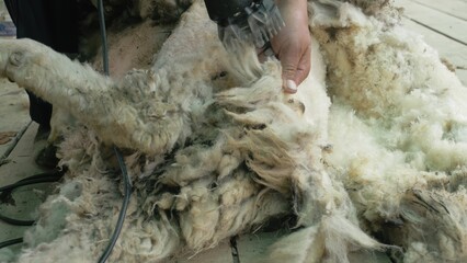Men shearer shearing sheep at agricultural show in competition. The process by which wool fleece of...