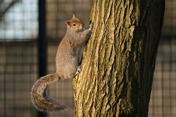 Squirrel on the tree trunk