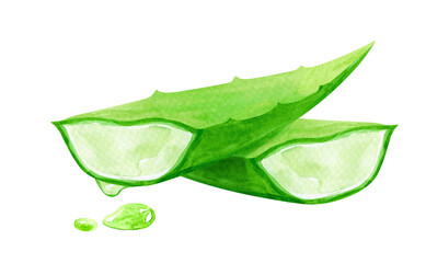 watercolor aloe vera leaf hand drawn paint, aloe leaf isolated on white, aloe vera illustration