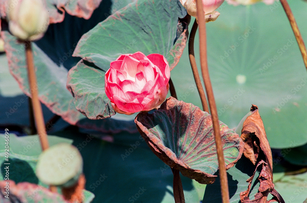 Wall mural Nature photo film: Lotus flowers. Time: February 18, 2022. Location: Phu My Hung lotus lagoon, Ho Chi Minh City.  This is beautifull flowers