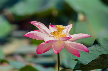 Nature photo film: Lotus flowers. Time: February 18, 2022. Location: Phu My Hung lotus lagoon, Ho Chi Minh City.  This is beautifull flowers