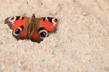 Fototapeta na wymiar Bright beautiful butterfly Peacock eye (Aglais io), red with multi-colored circles on its wings, sits on yellow sand with space for text
