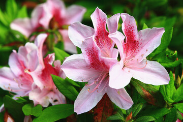 beautiful view of blooming Azalea flowers,close-up of pink with red Azalea flowers blooming in the garden in spring
