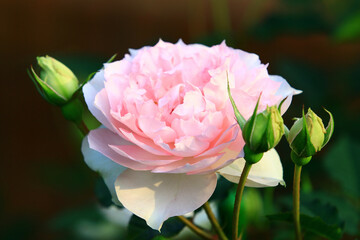 blooming romantic fresh pink Rose,beautiful pink Rose in full bloom in the garden
