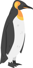 Emperor Penguin as Aquatic Flightless Bird with Flippers for Swimming in Standing Pose
