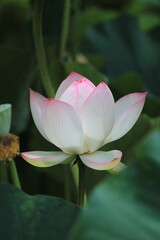 pink water lily