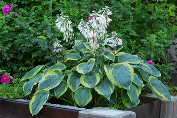 A lush bush of flowering hosta in the garden. Perennial flowers, landscape design. Hosta cultivar...
