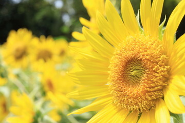 close up of a sunflower