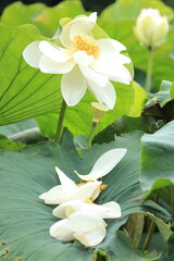 white water lily